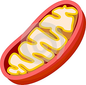 Structure of mitochondrion photo